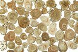 Clearance: Polished Aragonite Stalactite Slices & Sections - Pieces #288581-1